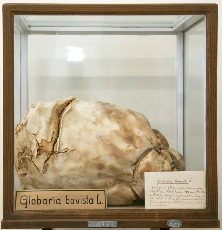 1922. gada 2. septembrī atrastais 103 cm liela apkārtmēra milzu apaļpūpēža augļķermenis, kas atrodas LU Muzeja Botānikas un mikoloģijas kolekcijā (Foto: Kristīne Kuzņecova)