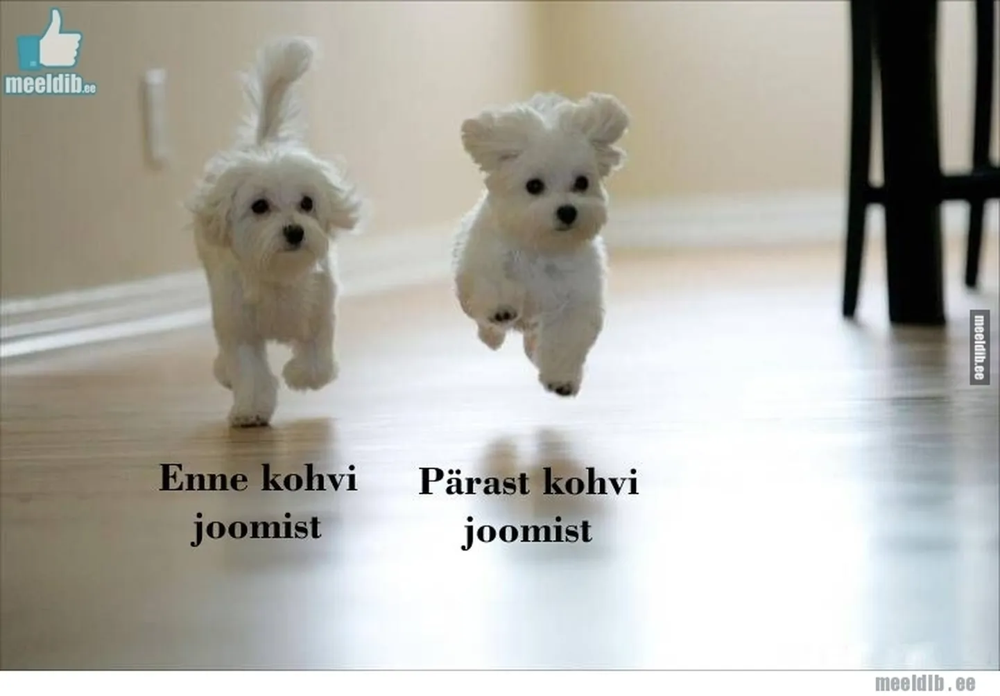 Artikli foto