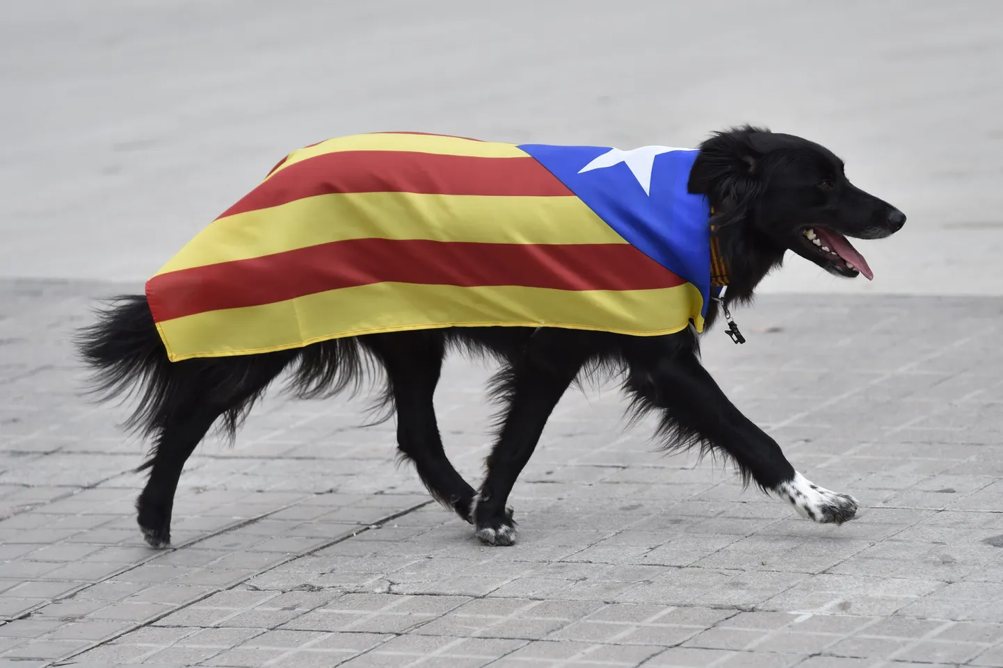 Mõned katalaanid panid isegi oma koera iseseisvuslippu kandma.