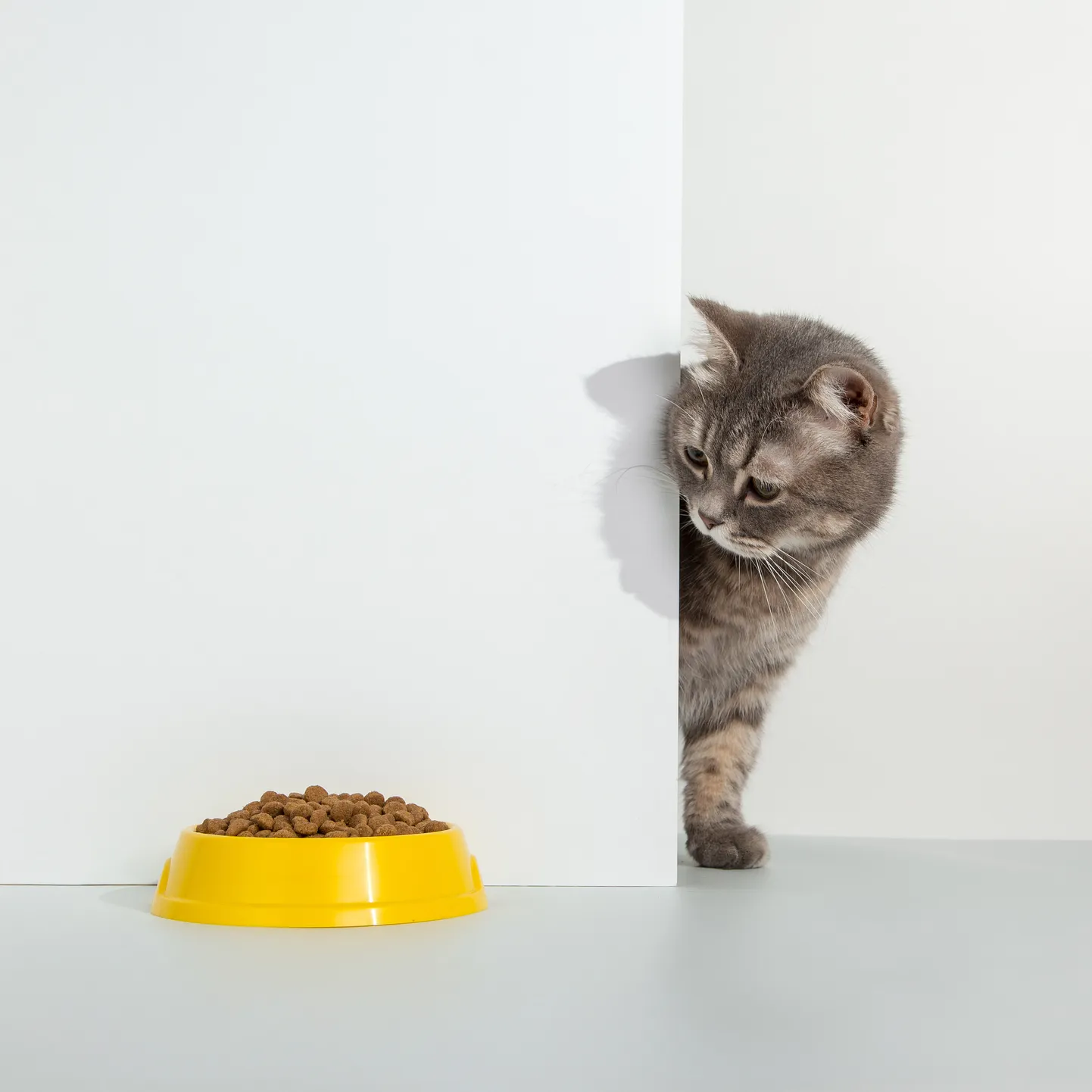 Кошка. Иллюстративное фото