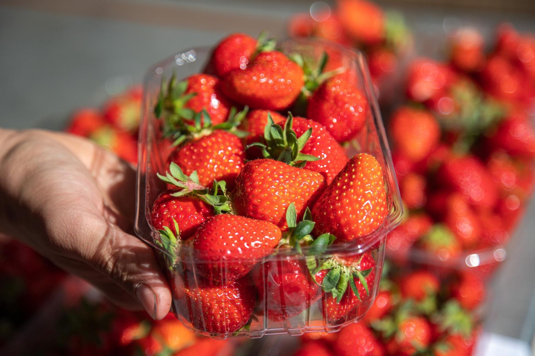 Hooaja esimesed Eesti maasikad turul saada. Pildi allkiri muudetud. v21