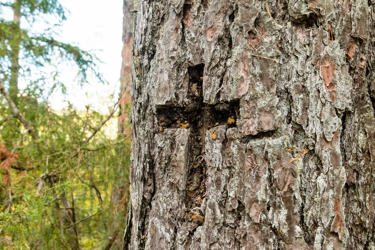 Matuse teekonnal risti lõikamine puusse on tänaseni elujõuline traditsioon lõunaeestlaste seas.