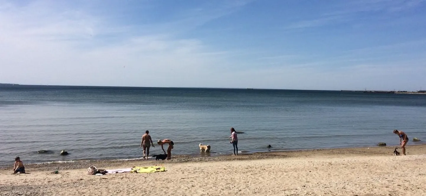 Пляж Пирита превратился в площадку для выгула собак.