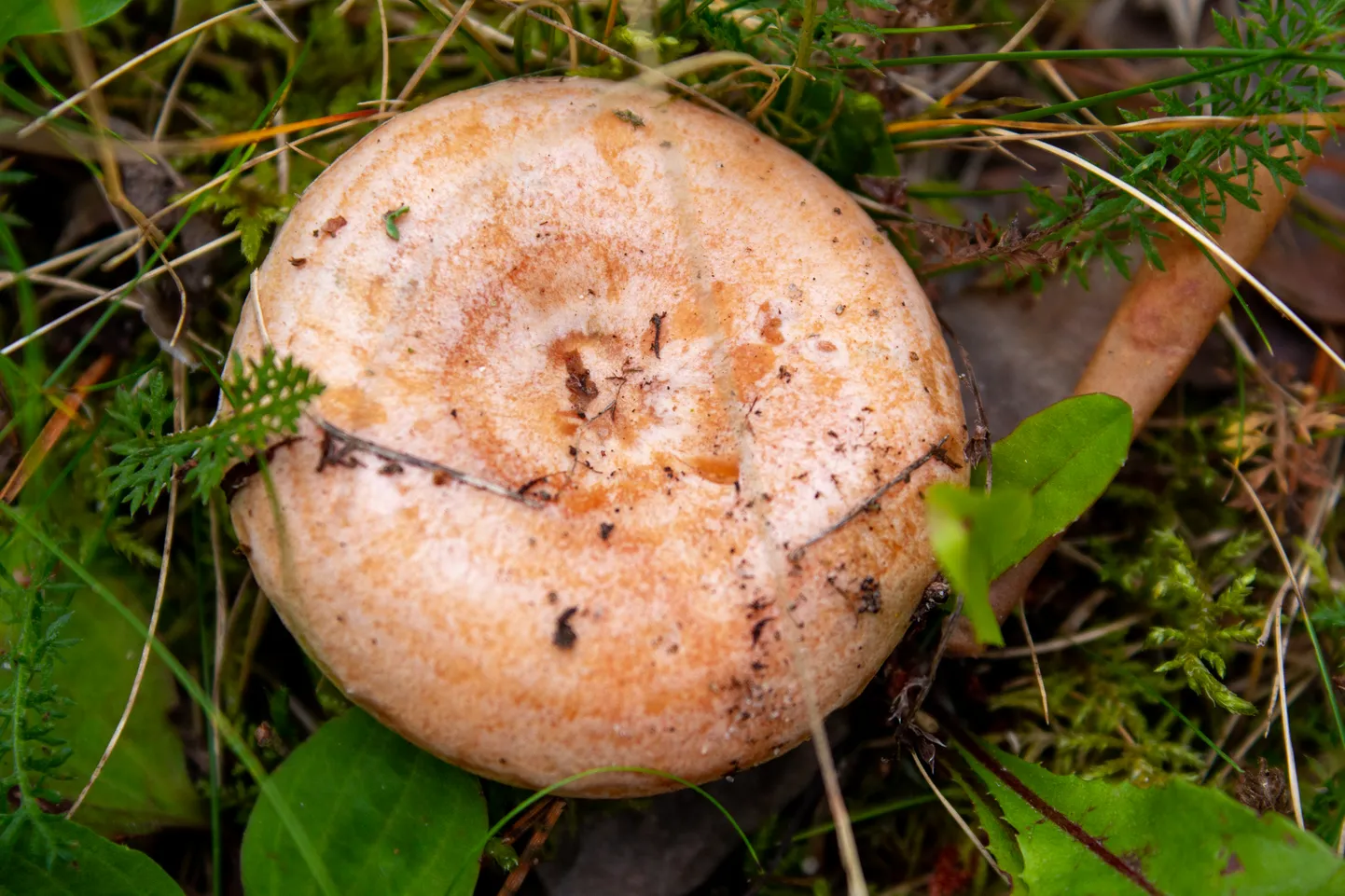 Porgandriisikas.