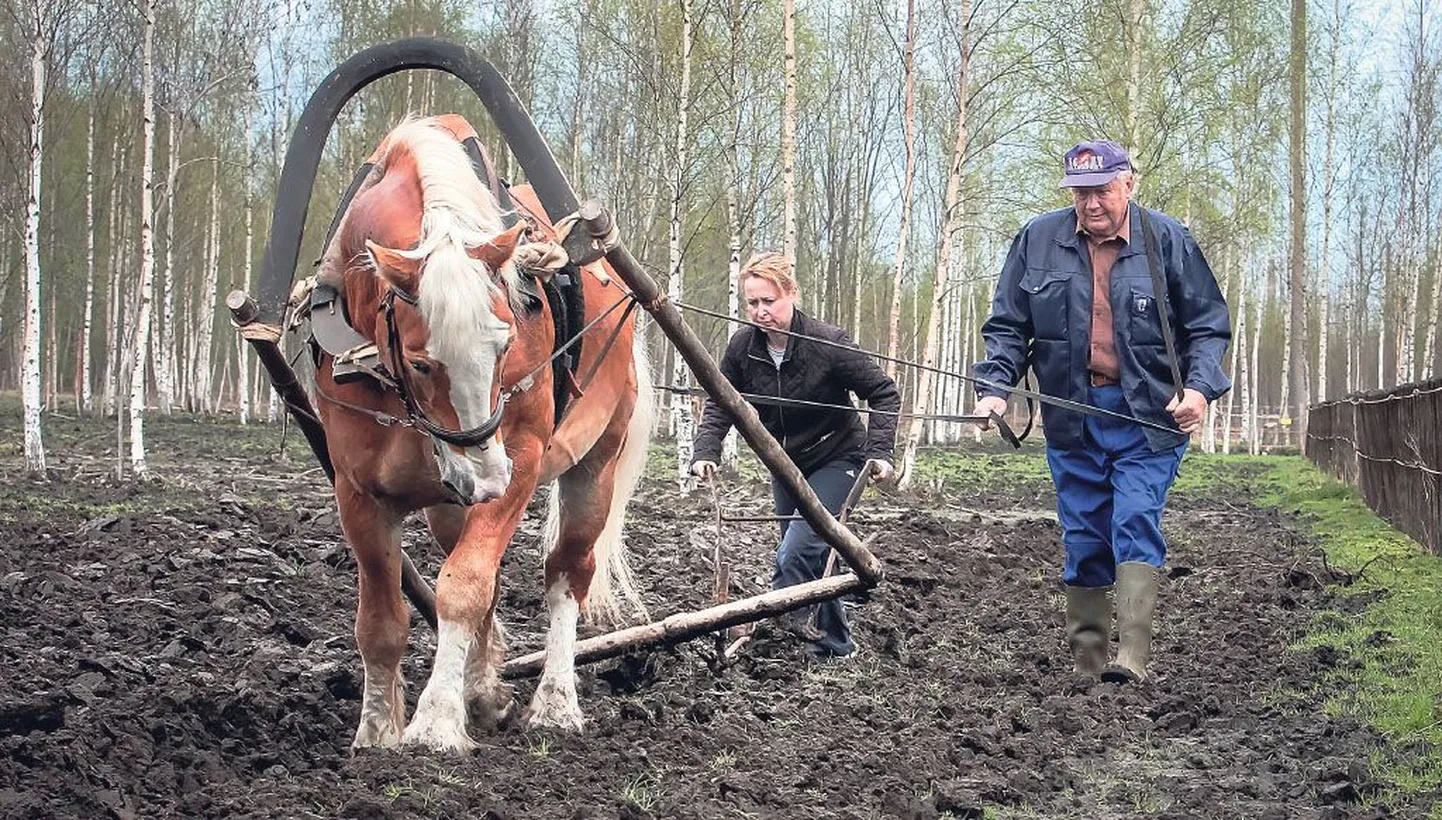 Nurmenuku talu perenaine Viktoria Kaasik ja koolitaja Peeter Nurmik kündsid ja vedrutasid hobustega kartulipõllu tarvis üles hea hulga uudismaad.