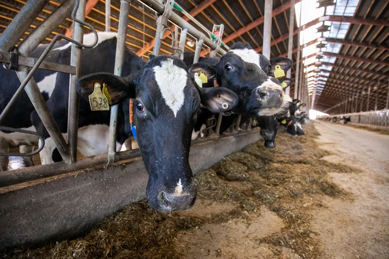 Järvamaal Lõõlas asuvas Väätsa Agro AS-i farmikompleksis elab 2400 holsteini tõugu lüpsilehma. Ühes laudas on koos umbes tuhat looma. Kõik toimetavad vaikides. Kes sööb, kes mäletseb, kes pikutab. Väätsa Agro juht Margus Muld kõneles, et eluga rahul lehmad ongi vaiksed – kõik on hästi. Külalisi jälgivad nad uudishimulikult ning proovivad enda pikkade, pikkade keeltega kindaid ja varrukaid maitsta. Nende lehmade toidulauale kuuluvad rohu- ja maisisilo, teravili, mais, soja ja rapsikook ning mineraalid. “Meil on 46-kandine pada, kus segame söögi kokku ja jagame lehmadele,” kõneles Muld. Lehmad toodavad ka enda allapanu ise. Nende sõnnikust tehtud allapanu on soe ja puhas. Sõnniku töötlemine on küllaltki kulukas, kuid väldib turba või saepuruga võõraste bakterite lauta toomist.
Toit on loomadel kogu aeg ees ning sellel on mõnus mahe murulõhn. Silole iseloomuliku ja ebameeldiva haisu annab või- või äädikhape, seda Lõõlas tunda ei ole.