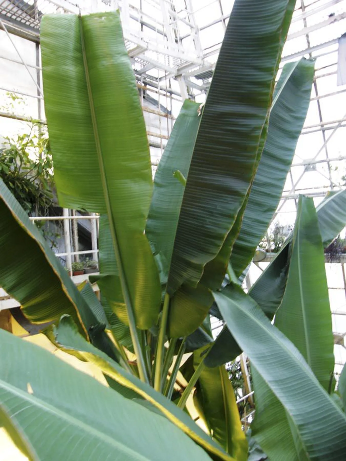 5 x Hans Väre
Tavatingimustes pole banaanide suured lehed sugugi nii ilusad ja terved kui kasvuhoone kaitsvas varjus. Need oleksid justkui kokku liimitud kitsastest ribadest, mis tuule ja vihma käes kergesti rebenevad, et loodusjõud lehti täiesti ära ei lõhuks. Maailma suurima rohttaime metsiku versiooni viljad näevad välja samasugused kui kultuurbanaani omad, kuid on palju pisemad ja tuubil täis poolesentimeetrise läbimõõduga seemneid.