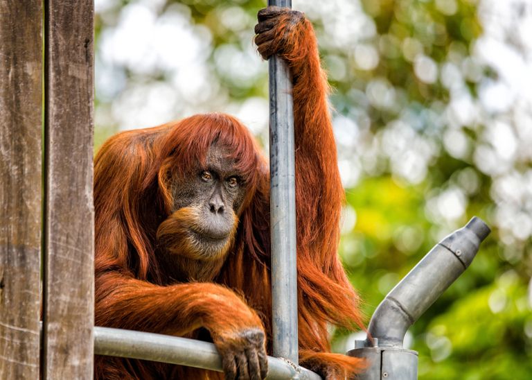 Austraalias Perthi loomaaias elav orangutan. HANDOUT/REUTERS/Scanpix