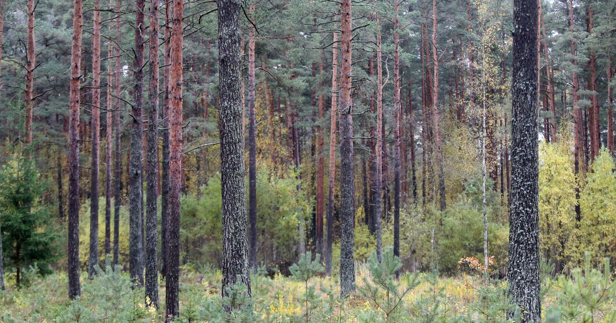 Metsanduskool avab rahvusvahelisel metsapäeval uksed