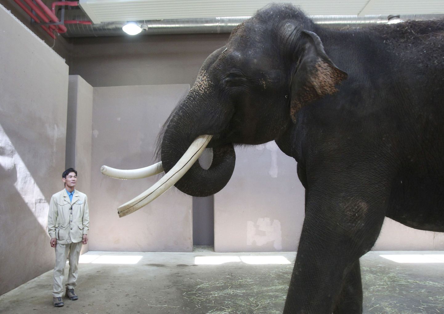 22-aastane elevant Kosik, kes oskab korea keelt