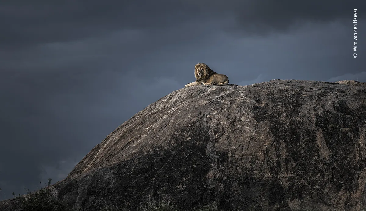 Lauvu tēviņš pirms vētras Tanzānijā.