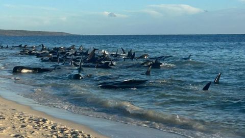 Video ⟩ Tragöödia Austraalias: kaldale on kinni jäänud üle 150 vaala, päästeoperatsion käib