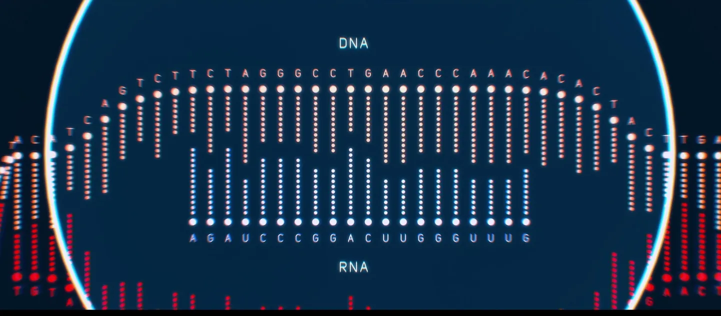 DNA peamine ülesanne organismis on sünteesida valke. Selleks vajab ta RNA-d, mis moodustub DNA ühe ahela matriitsina.