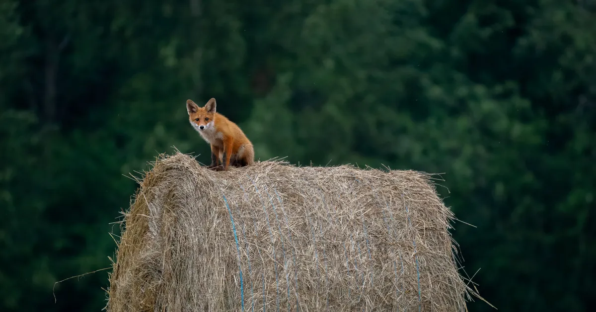 LOODUS ON IMELINE Vaata Eesti Looduse fotovõistluse võidutöid