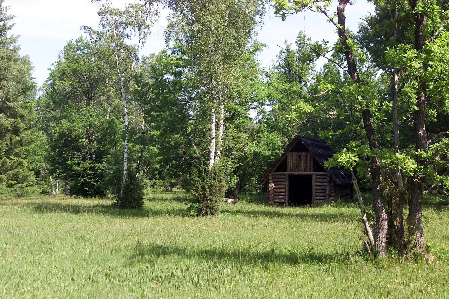 Puisniit Pärnumaal Koonga vallas.
