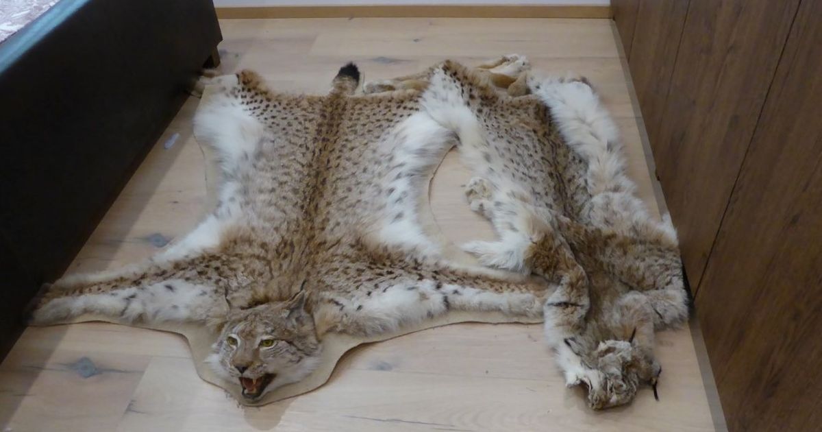 Keskkonnaamet tabas salaküttimises kahtlustatavad