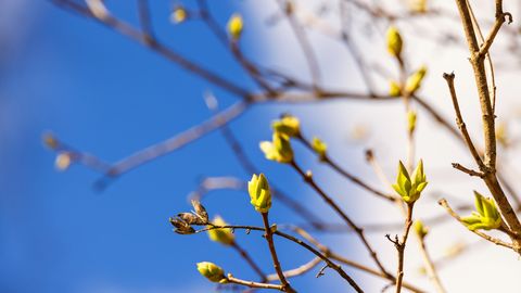 Trešdien Latvijā gaisa temperatūra pakāpsies līdz +18 grādiem