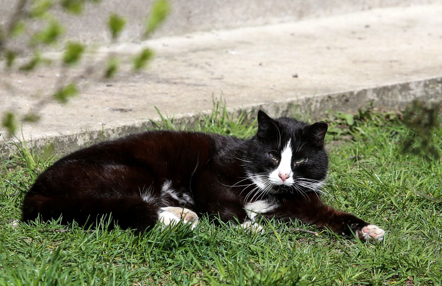 Кот на весеннем солнышке