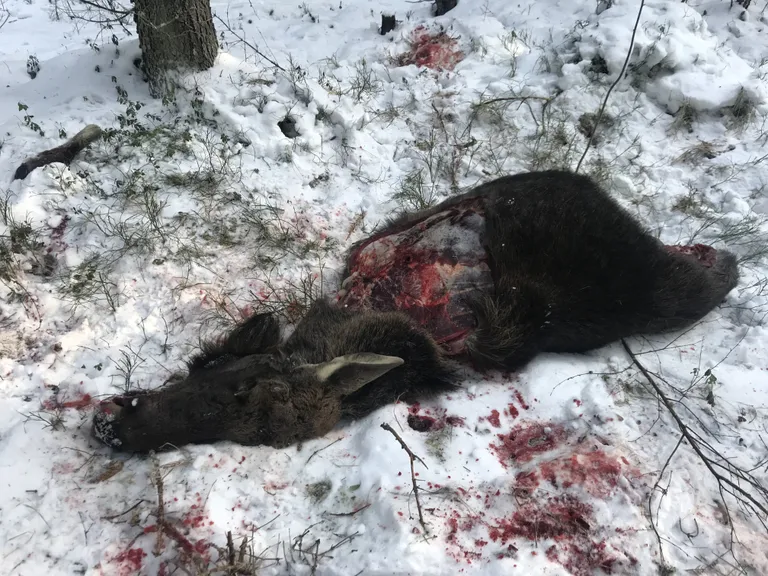 Üks kahest salakütitud põdrast Tidriku külas Lääne-Virumaal.