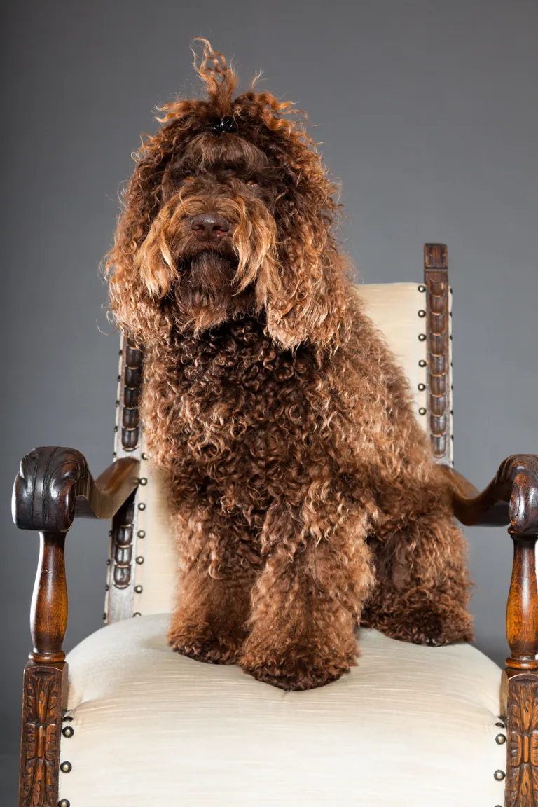 Barbet