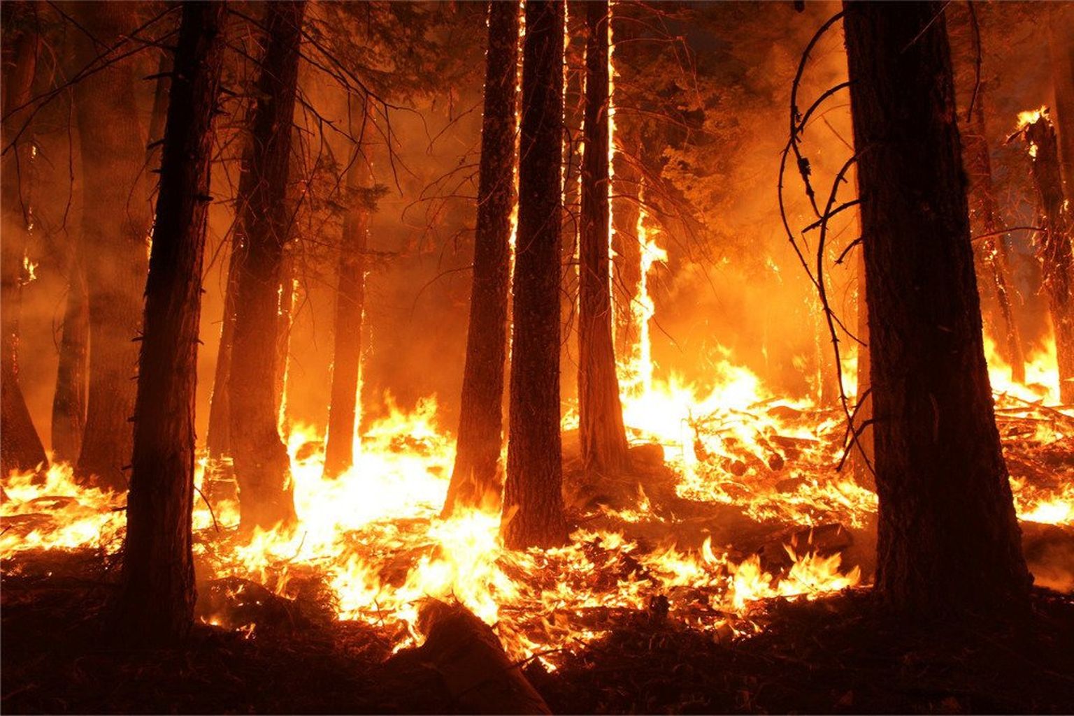Meža ugunsgrēks. Ilustratīvs attēls
