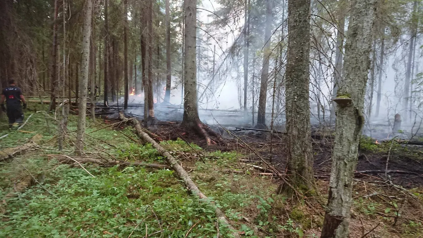 Metsapõleng mõnuveres
