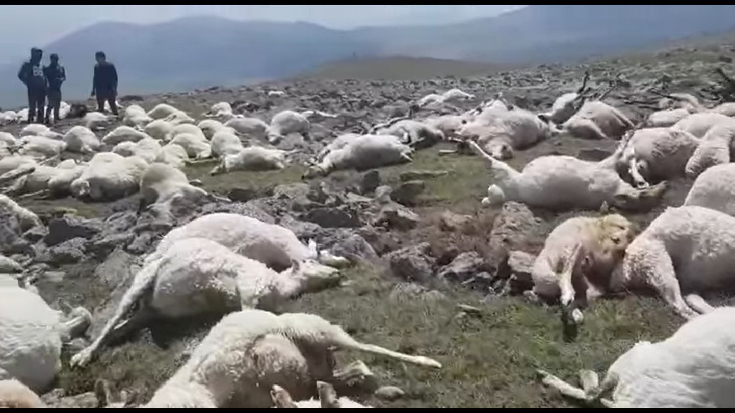 Hirmutav vaatepilt: pikselöök tappis Gruusias üle 500 lamba