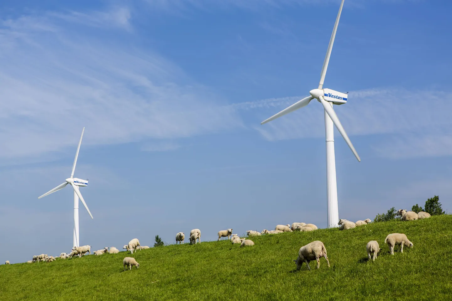 Maailma suurima tuulikutootja Vestas Wind Systemsi tuulikutootmine on küberrünnaku tõttu häiritud