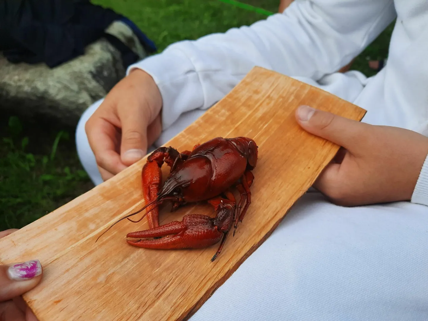 Kadakasuitsus grillitud jõevähk.
