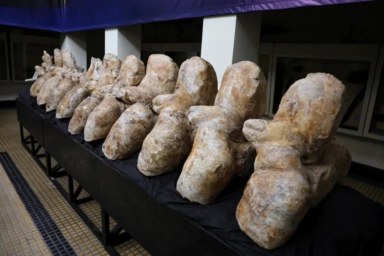 Perucetus colossuse luustiku avastasid Peruu ülikooli teadlased ning neid tutvustatakse avalikkusele Lima loodusmuseumis