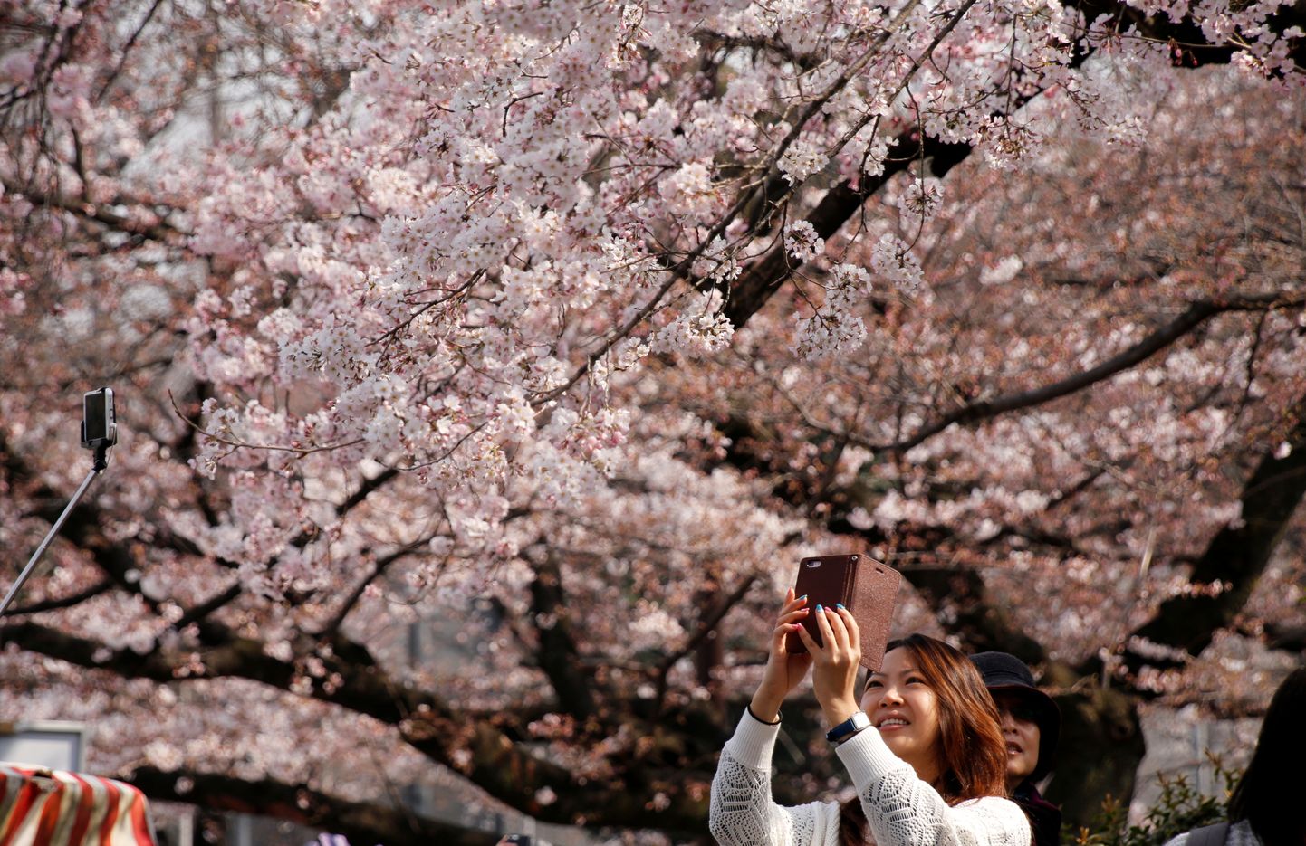 Tokyo kirsiõied
