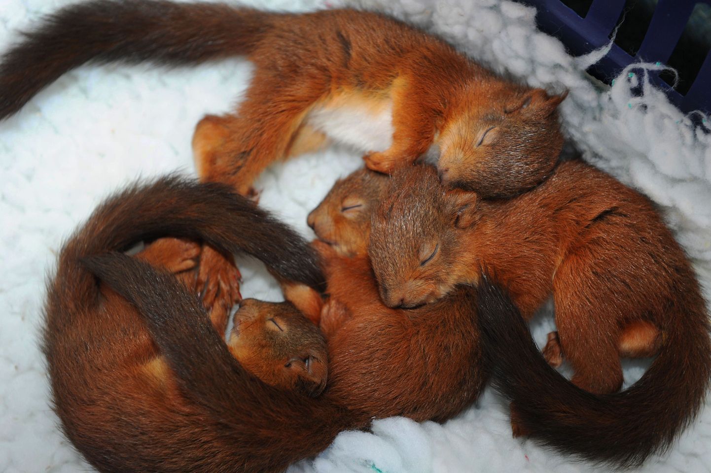 Päästetud  oravapojad