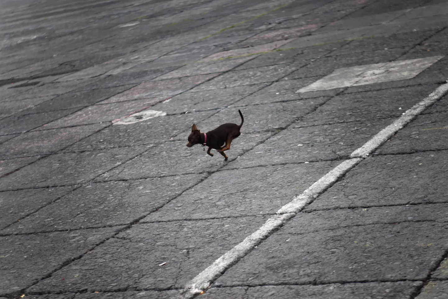 Chihuahua
