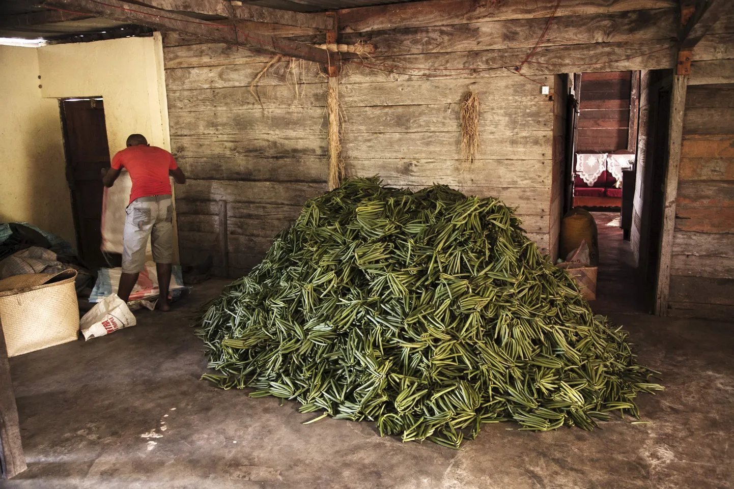 Vaniljetaimed farmihoones Madagaskaril.