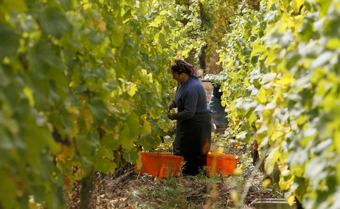 Hiinlaste kätte on lühikese ajaga läinud 40 Bordeaux veinilossi.