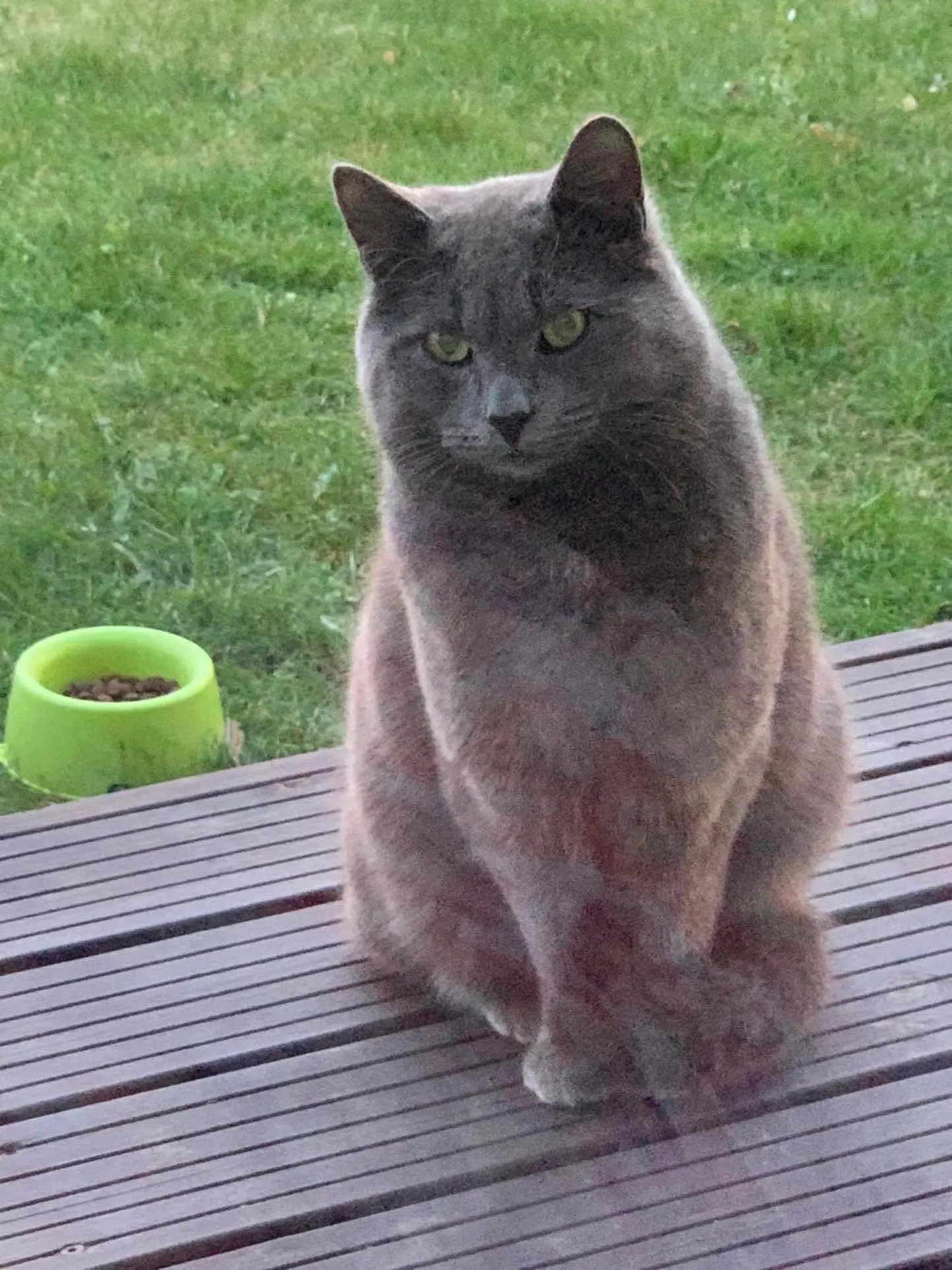 Котик Людвиг.