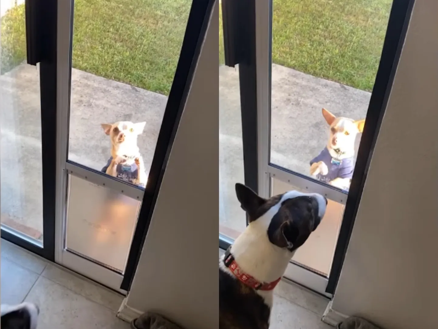 Chihuahua, kes ei oska koeraluuki kasutada.