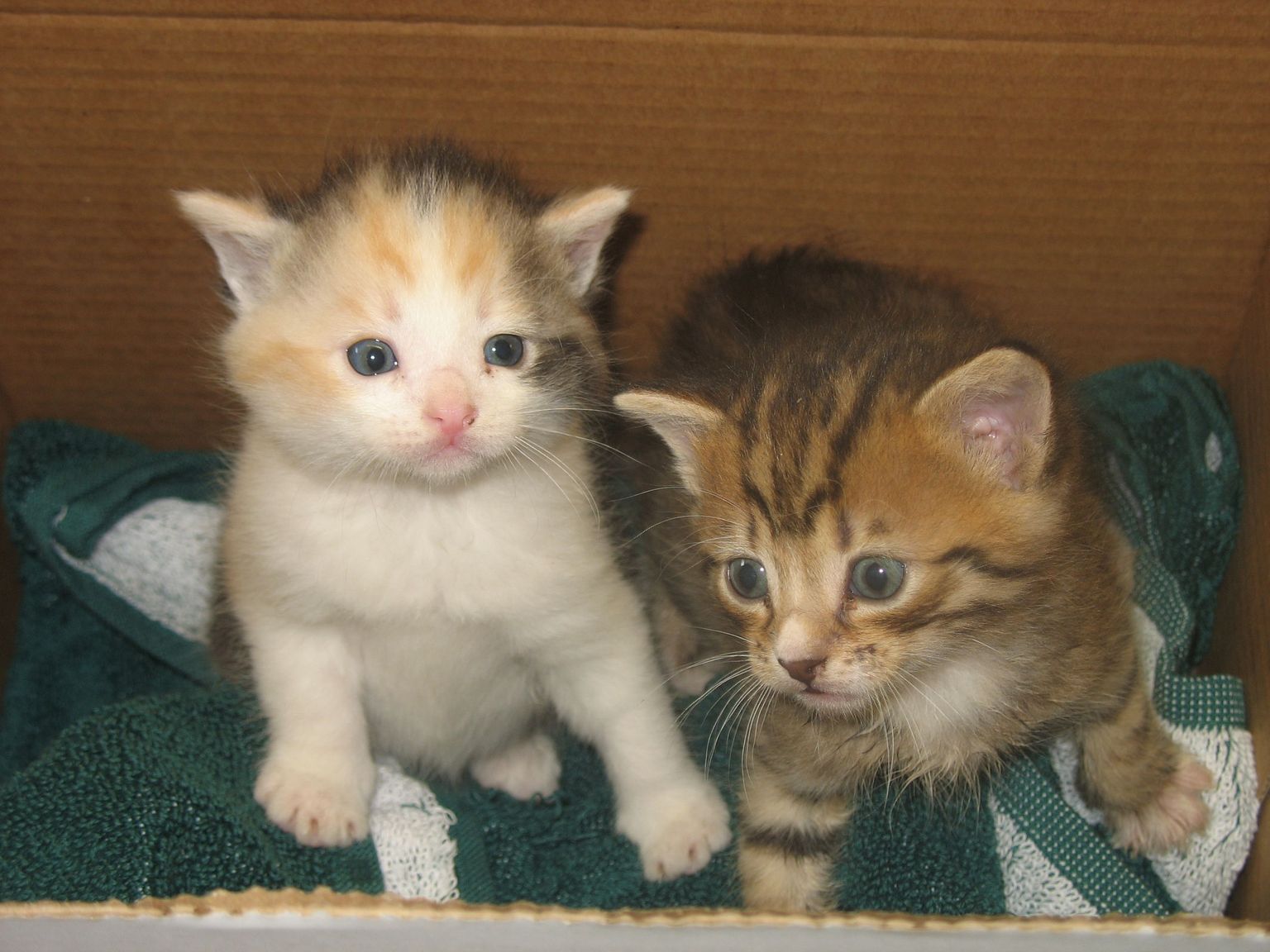 Paikuse sorteerimisjaamas leiti presskonteinerist kassipojad, kellest parempoolne otsib omale uut kodu.