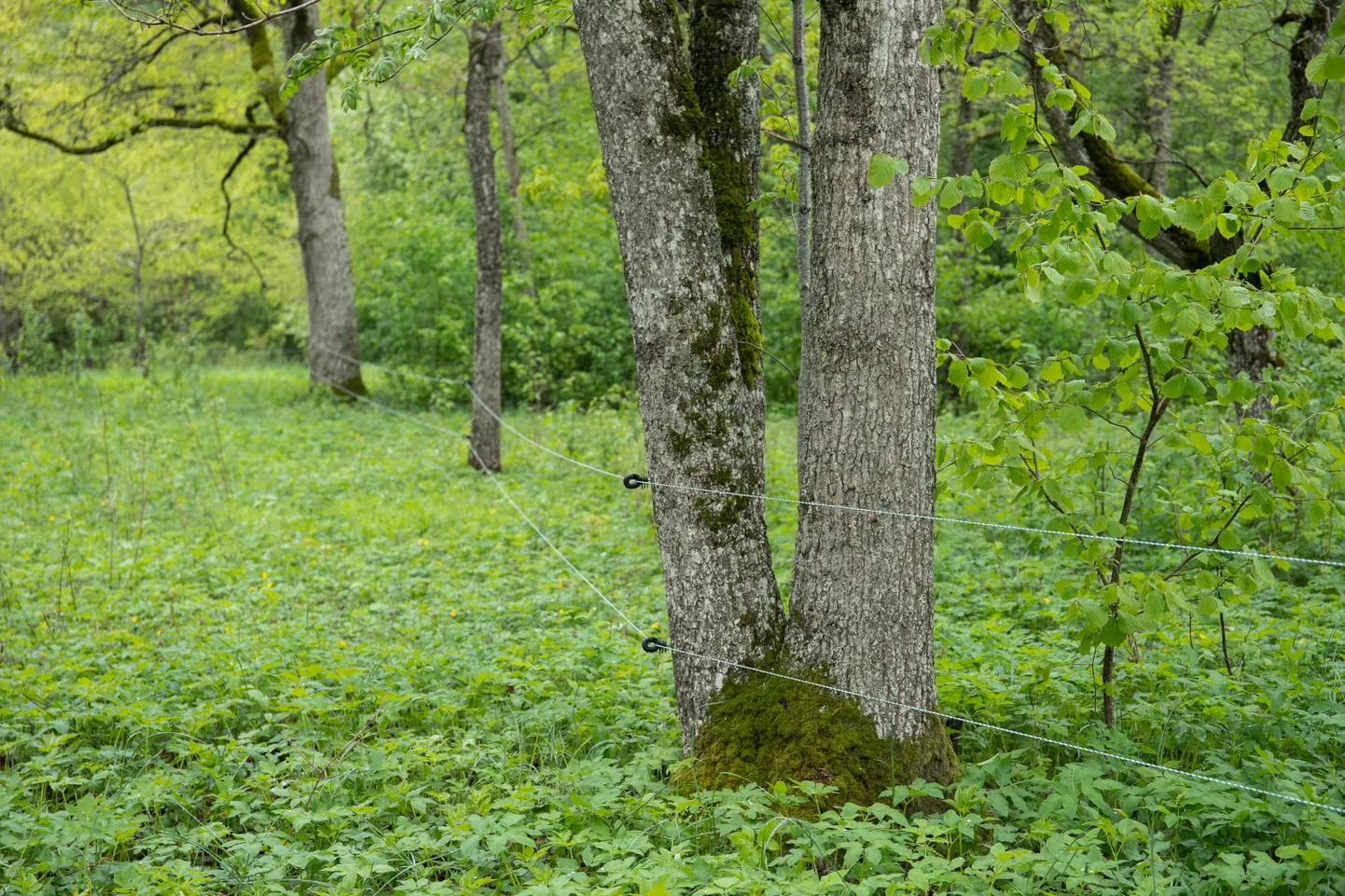 Tänavu tuleb metsaomanikel esmakordselt esitada hüvitiste taotlused KIK-ile.