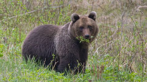 VIDEO ⟩ Loodusfotograaf Sergei Listov käib kevadel metsas karusid otsimas