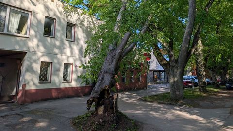 Tugeva tuulega murdunud puud andsid päästjatele tööd