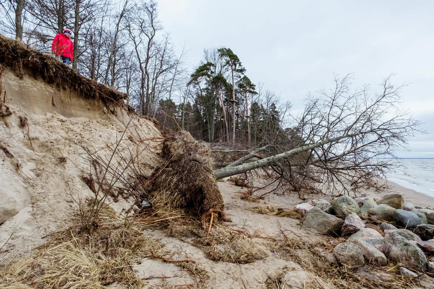 Valgerannas on tõusuvesi on minema viinud osa kaldast ja koos sellega mitu suuremat puud.