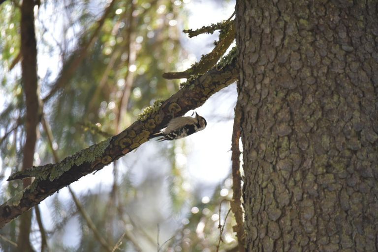 Lisaks metsisele õnnestus fotojahilistel püüda kaamerasse ka väike-kirjurähni emaslind.