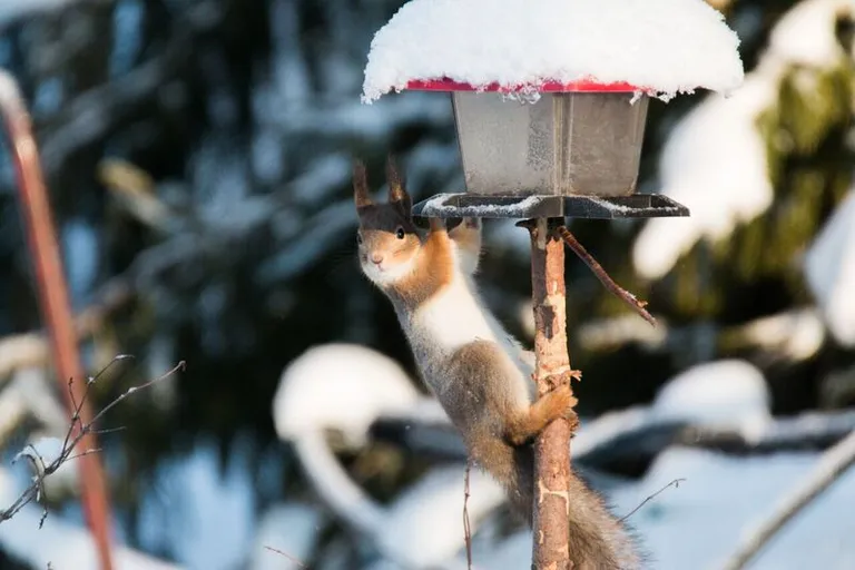 Orav linnumaja rüüstamas. Foto: