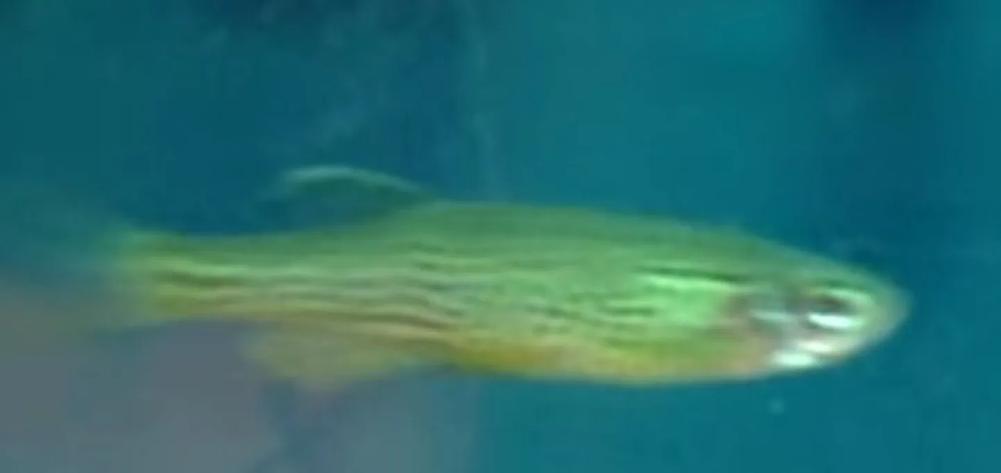 Zebrakala