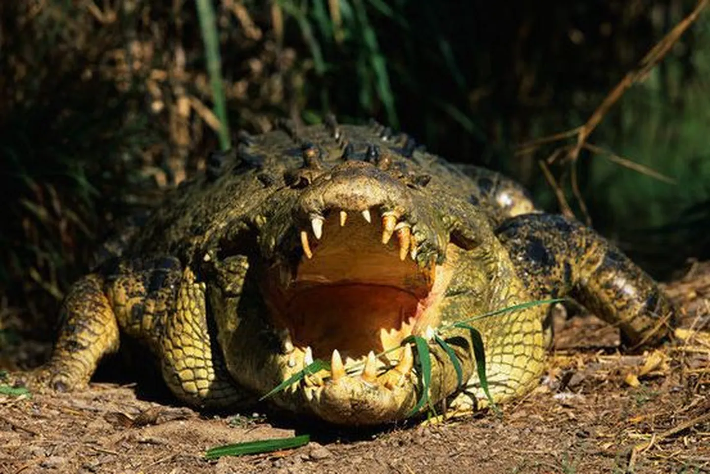 Autoõnnetusse sattunud krokodillile tehti näotaastamisoperatsioon