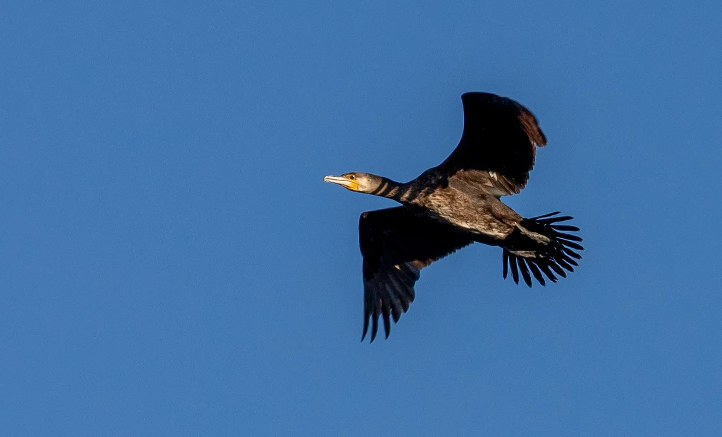 Arhailise välimusega kormoran on väga hea ujuja ja osav kalapüüdja, kes elab ja pesitseb kolooniatena peamiselt rannikualadel.