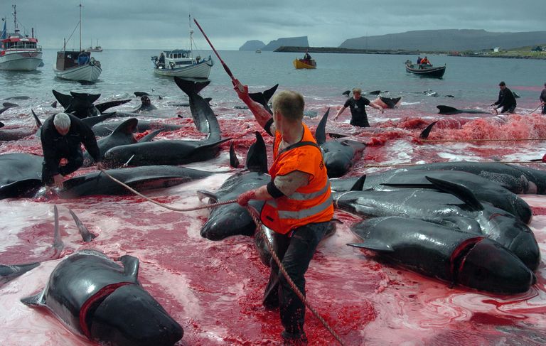 Vaalajaht on Fääri saartel seaduslik, aga seda kritiseerivad paljud ülemaailmsed organisatsioonid.
