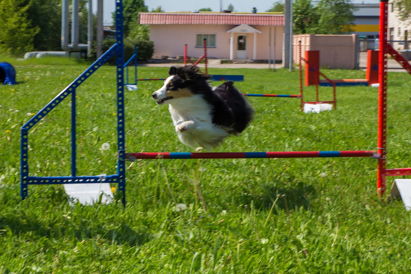 Uuel jalutusväljakul on hea võimalus koeraga agilityt harjutada.