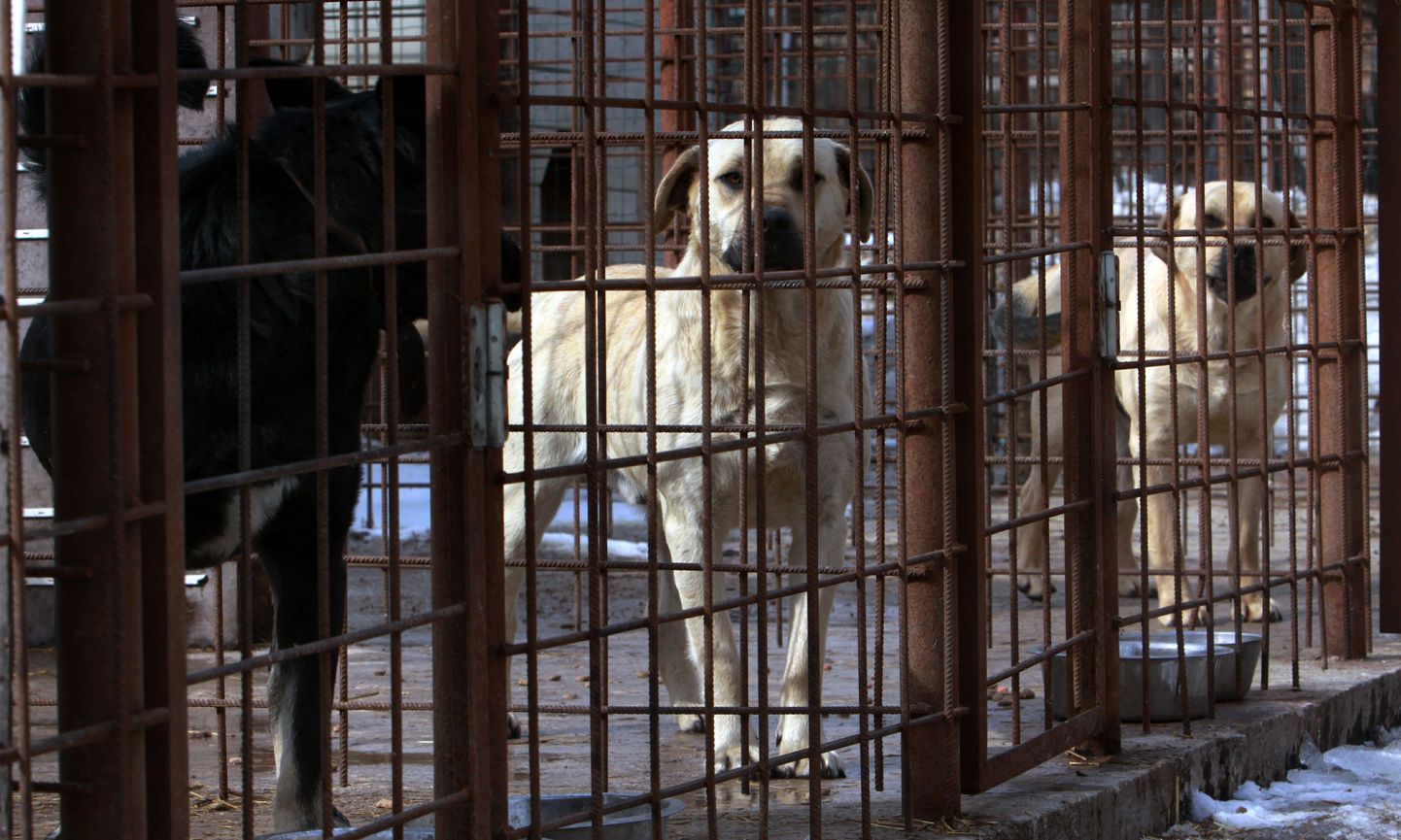 Koerad loomade varjupaigas.